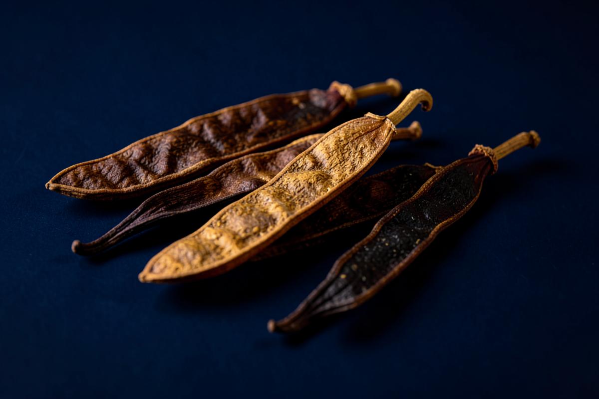 Pods — botanical ingredients supplied and exported by Mauryansh Impex